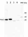 PsbO | 33 kDa of the oxygen evolving complex (OEC) of PSII (anti-protein)